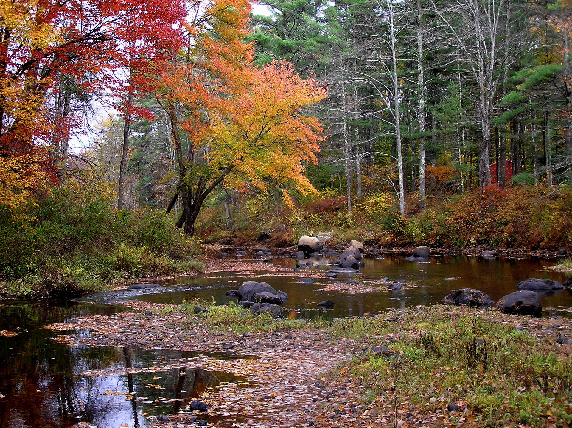 A stream surrounded by trees in the fall