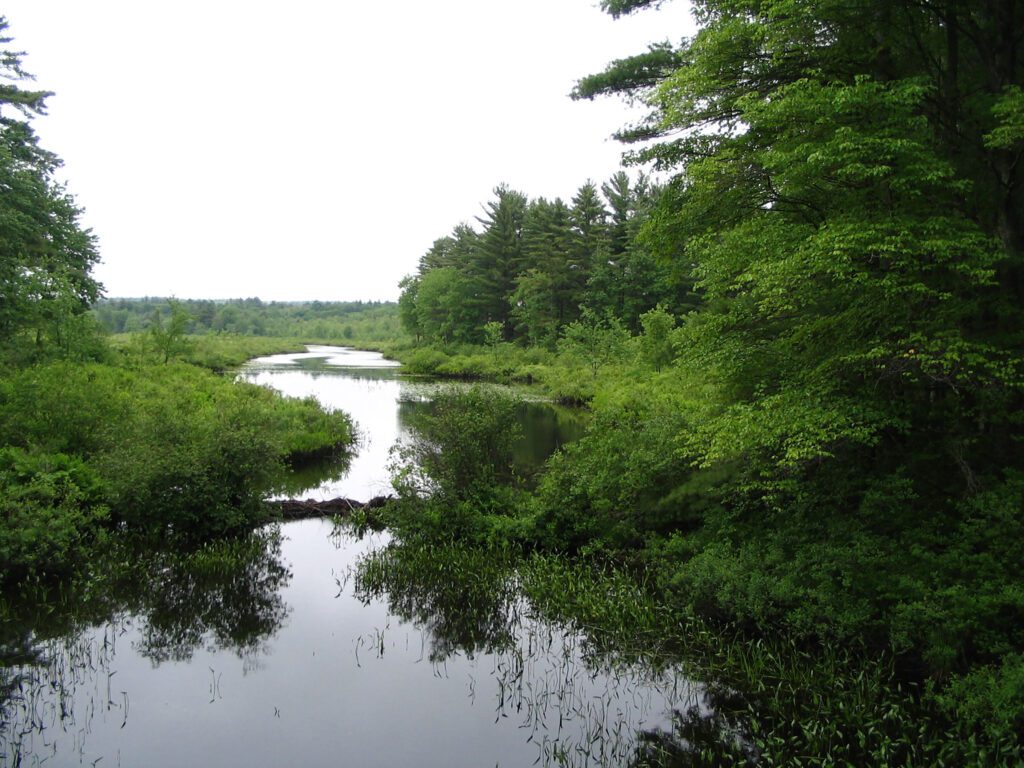 A river surrounded by green trees