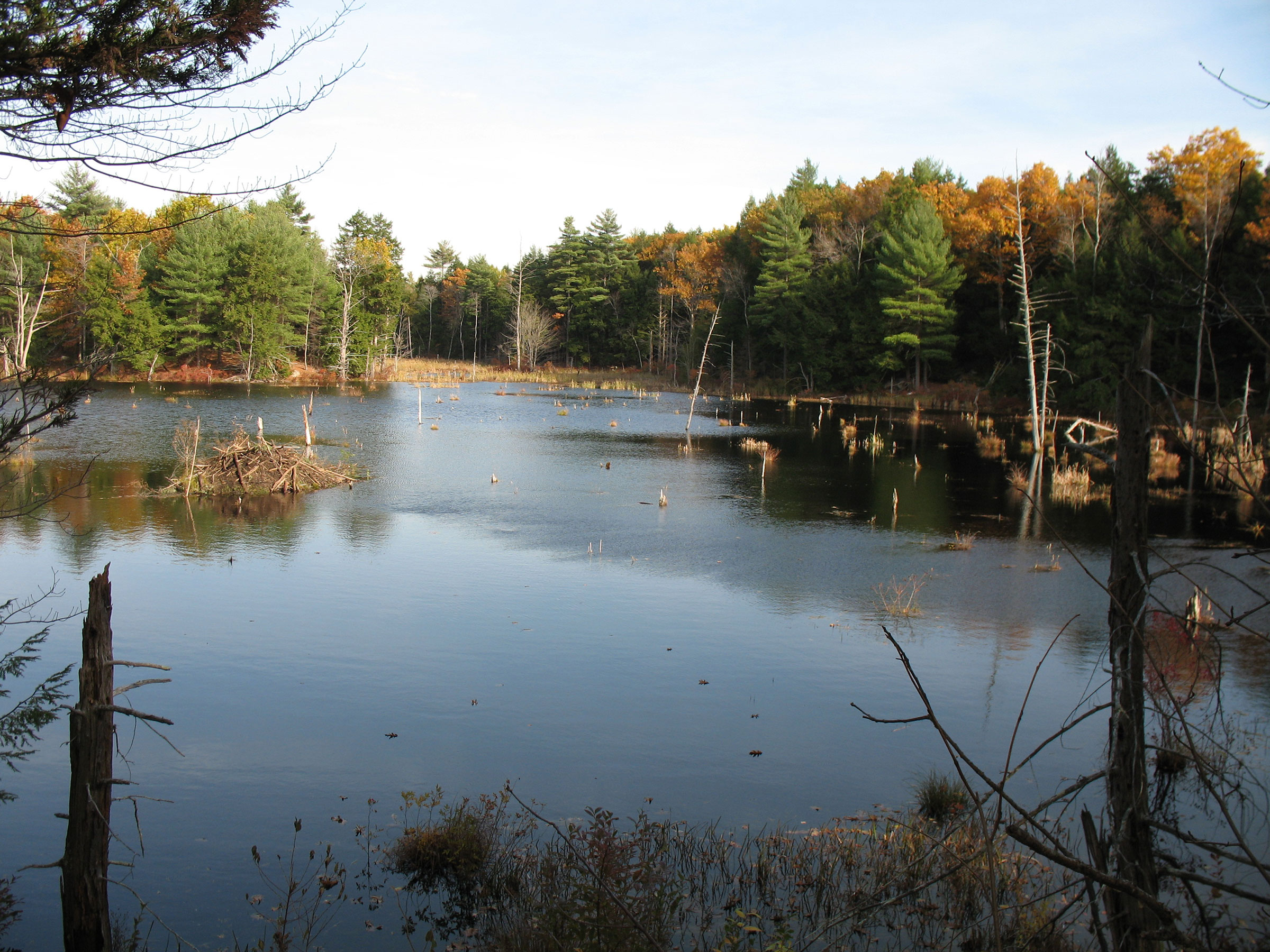 Featured image for “No Net Loss: Mitigation Funds Help Protect Wetlands and Streams”