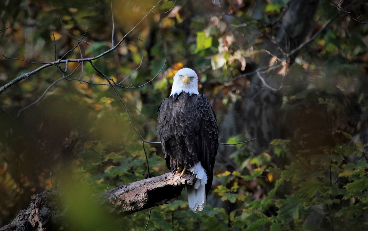 An eagle sitting on a branch and looking at the camera