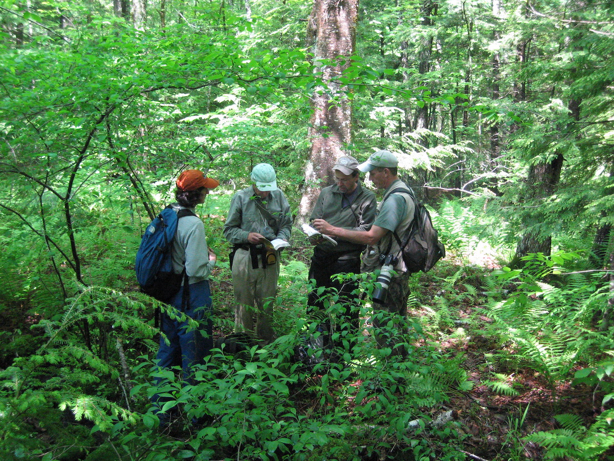 A group of people standing in the woods