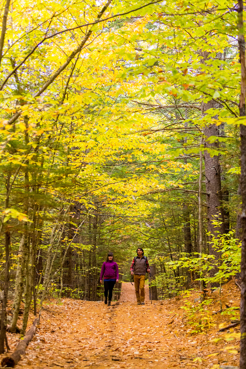 Two people walking on a road in the woods surrounded by fall foliage